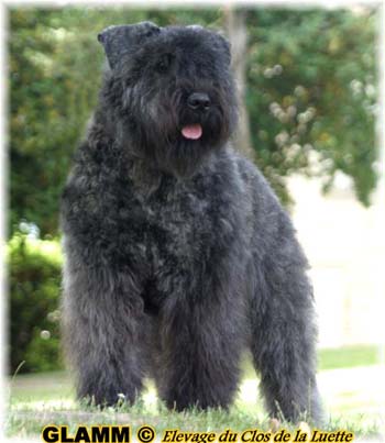 GLAMM &copy; Elevage de bouviers des flandres du Clos de la Luette specialis&eacute; pour le bouvier des flandres Copyrigth depose